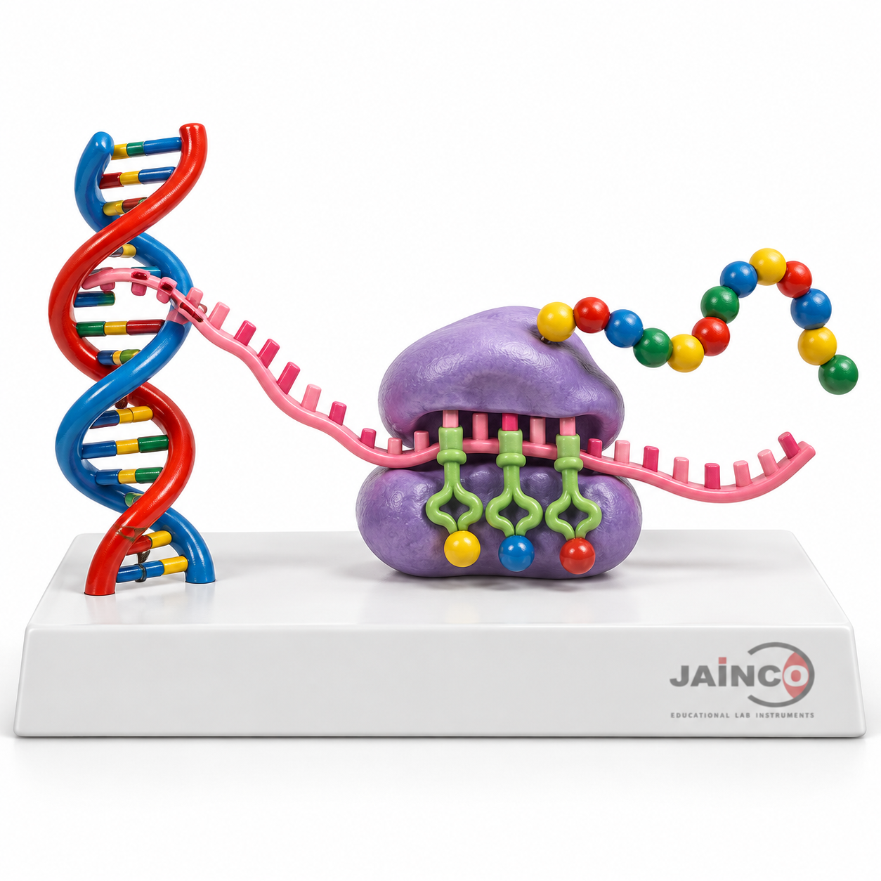 Transcription of Genetic Code Model